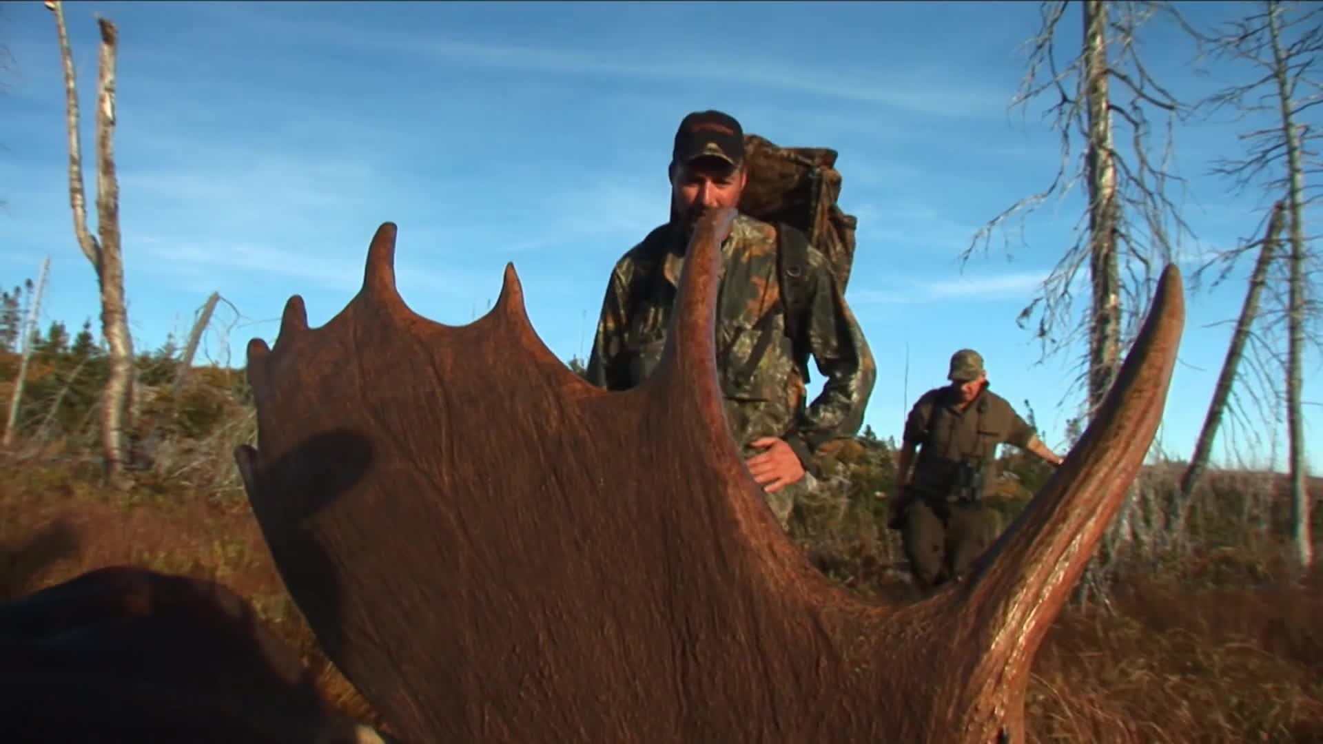 Älgjakt i Newfoundland