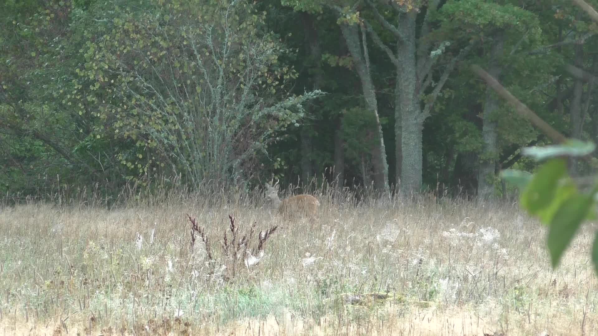 Pierre Norberg : Avskjutningsbocken