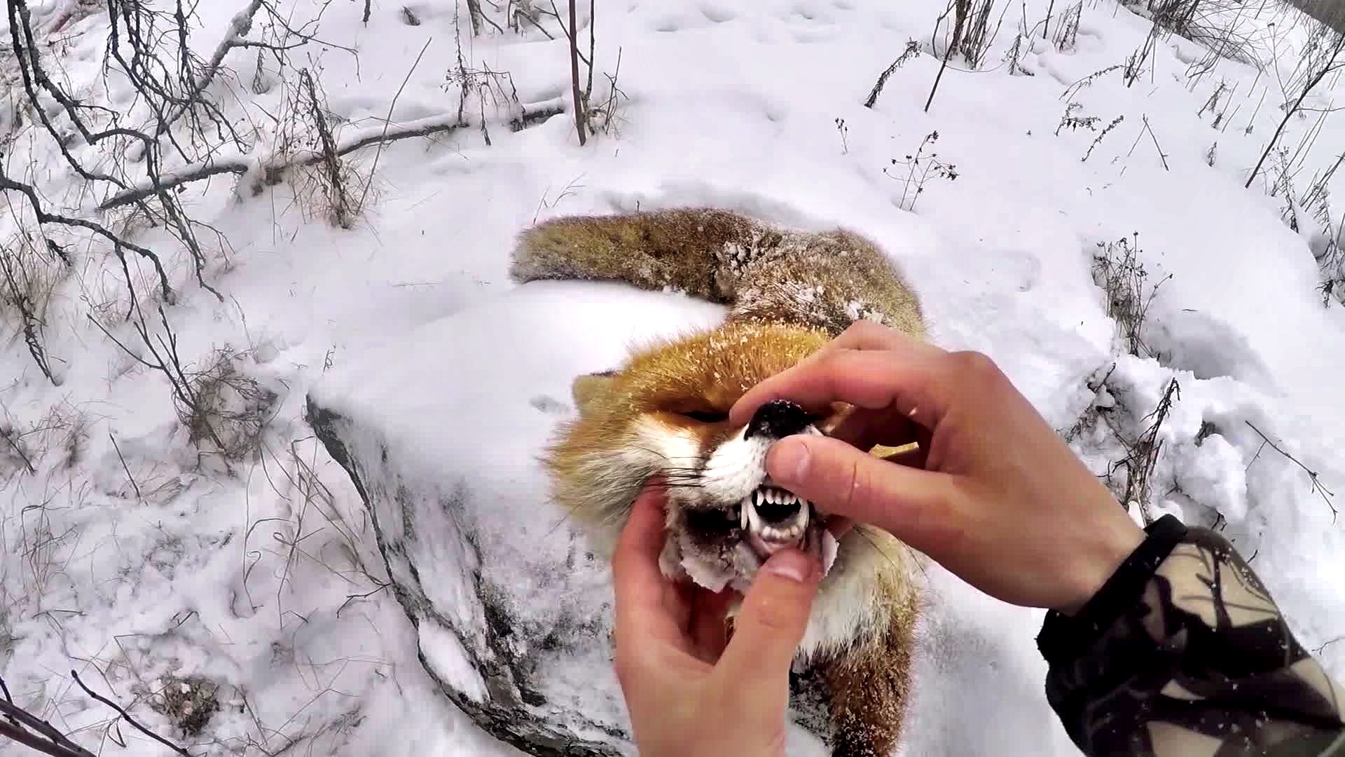 Jonas Edmans Vardag : Rävjakt 7