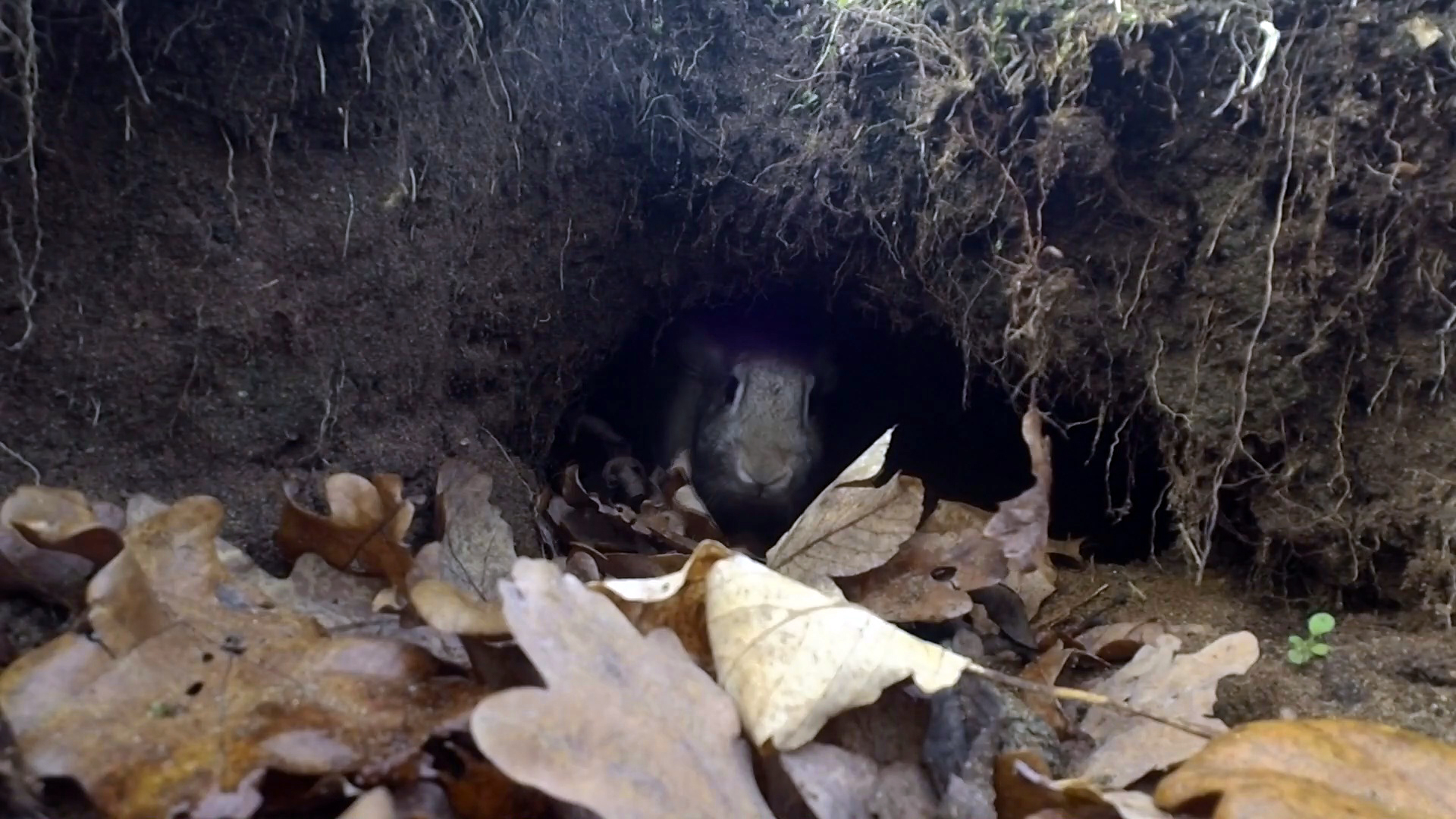 Jakten För Alla : Kanin Och Rävjakt På Gotland 2 Del 7