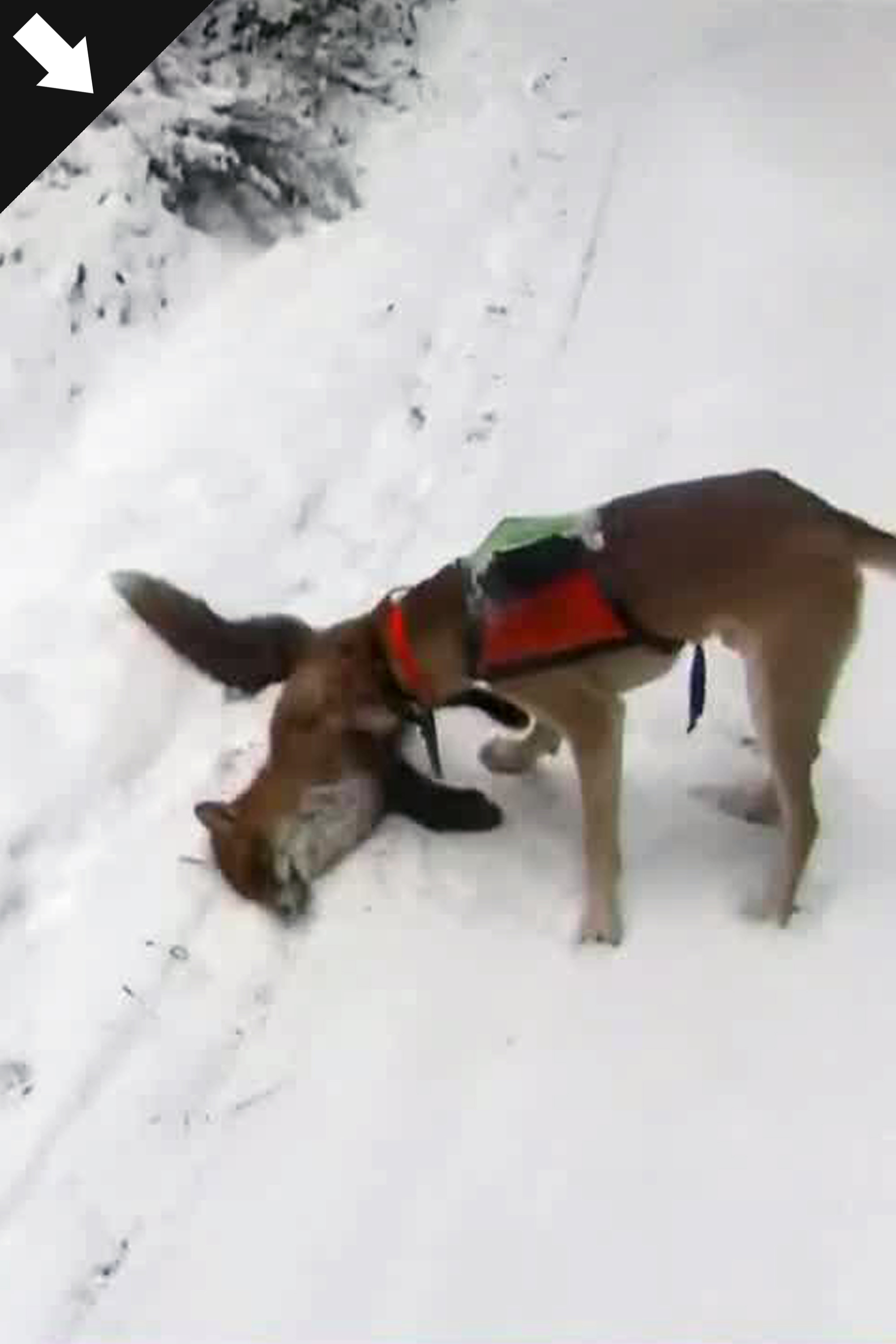 Bröderna Bravader : Räv Och Mård 1