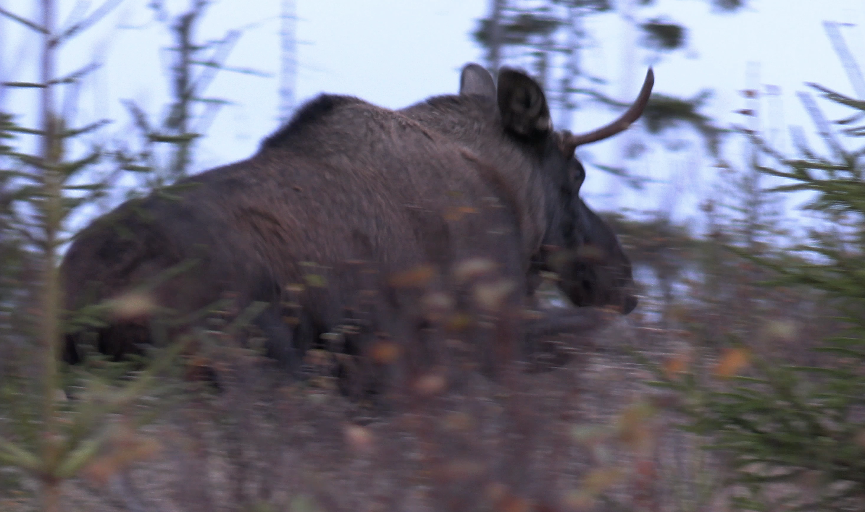 Jakt Med Jonas Och Dennis : Älgjakt i värmland 
