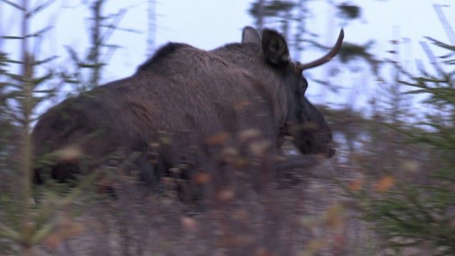 Jakt Med Jonas Och Dennis : Älgjakt i värmland 