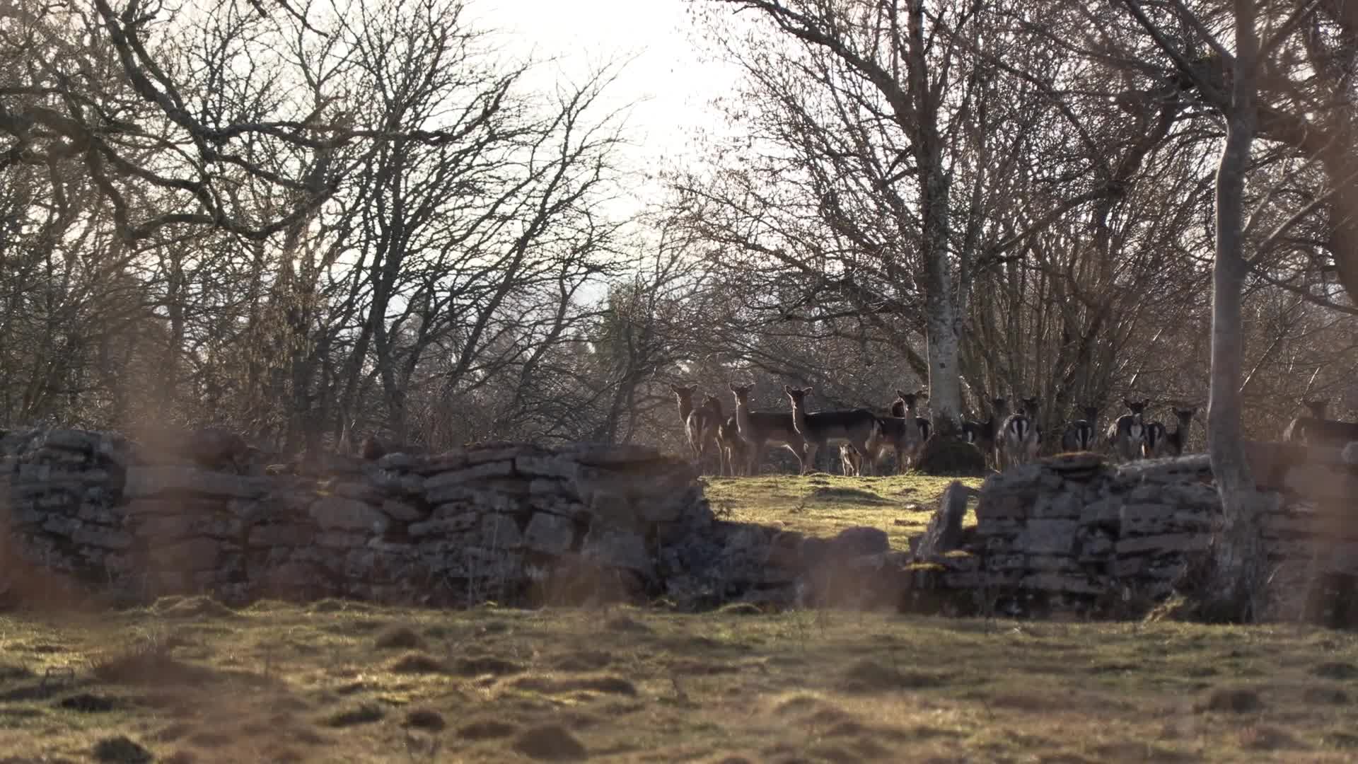 Jakten För Alla : Dovpürsch Del 3