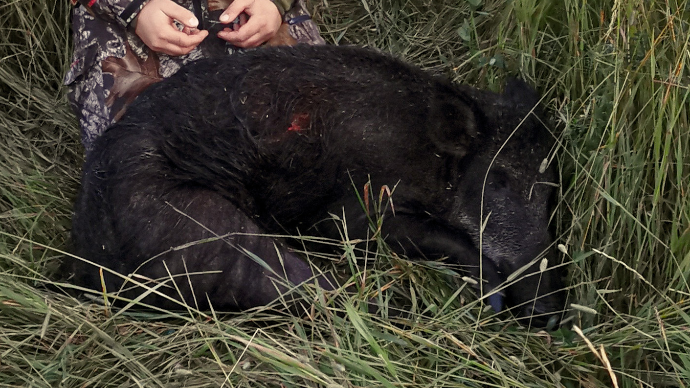 Åseletrappern | Vildsvinsjakt 2