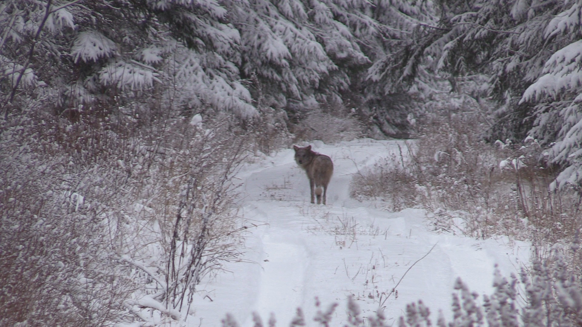 Svensk Vargjakt 2 Trailer