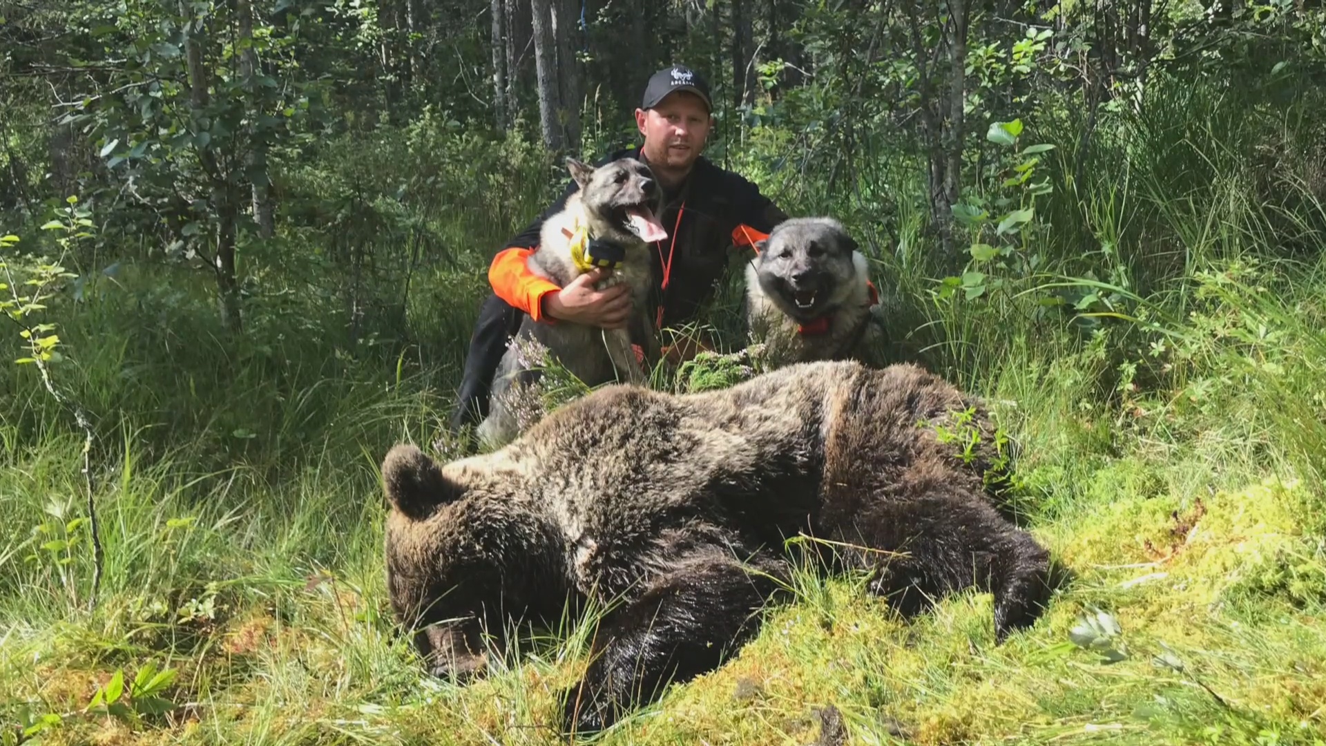 Martin Brenne Jegerliv : Björnjakt 2020 Del 1