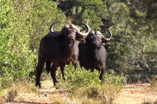 Kasper Hansen | Jakt i Sydafrika del 3 Buffel