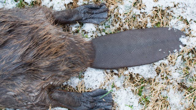 Åseletrappern : Bäverjakt 2