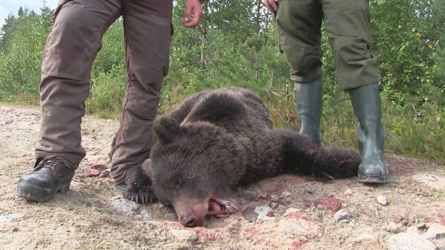 Björnjakten 2014 : Del 2