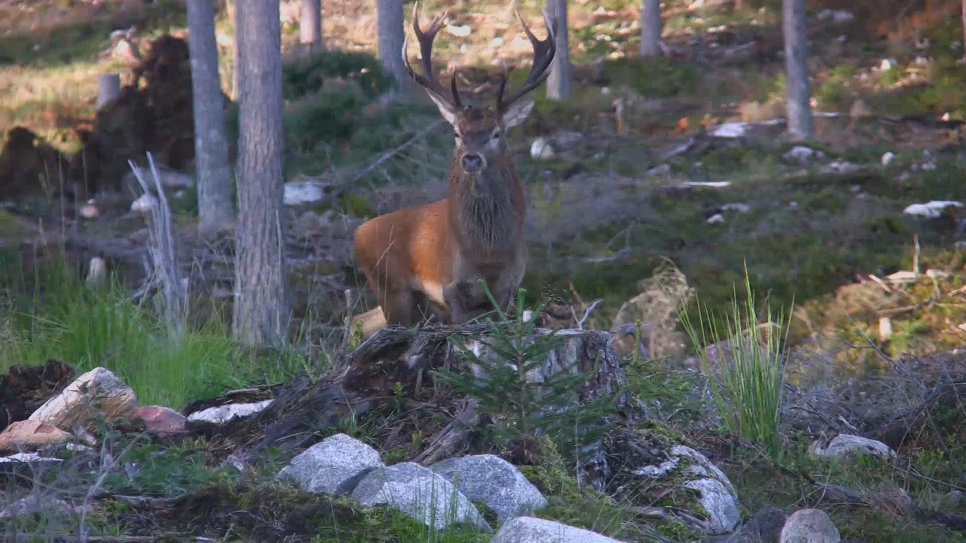 Jakt på Virå Trailer