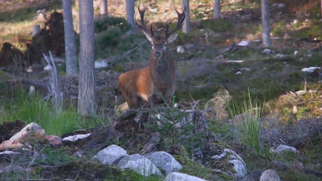 Jakt på Virå Trailer