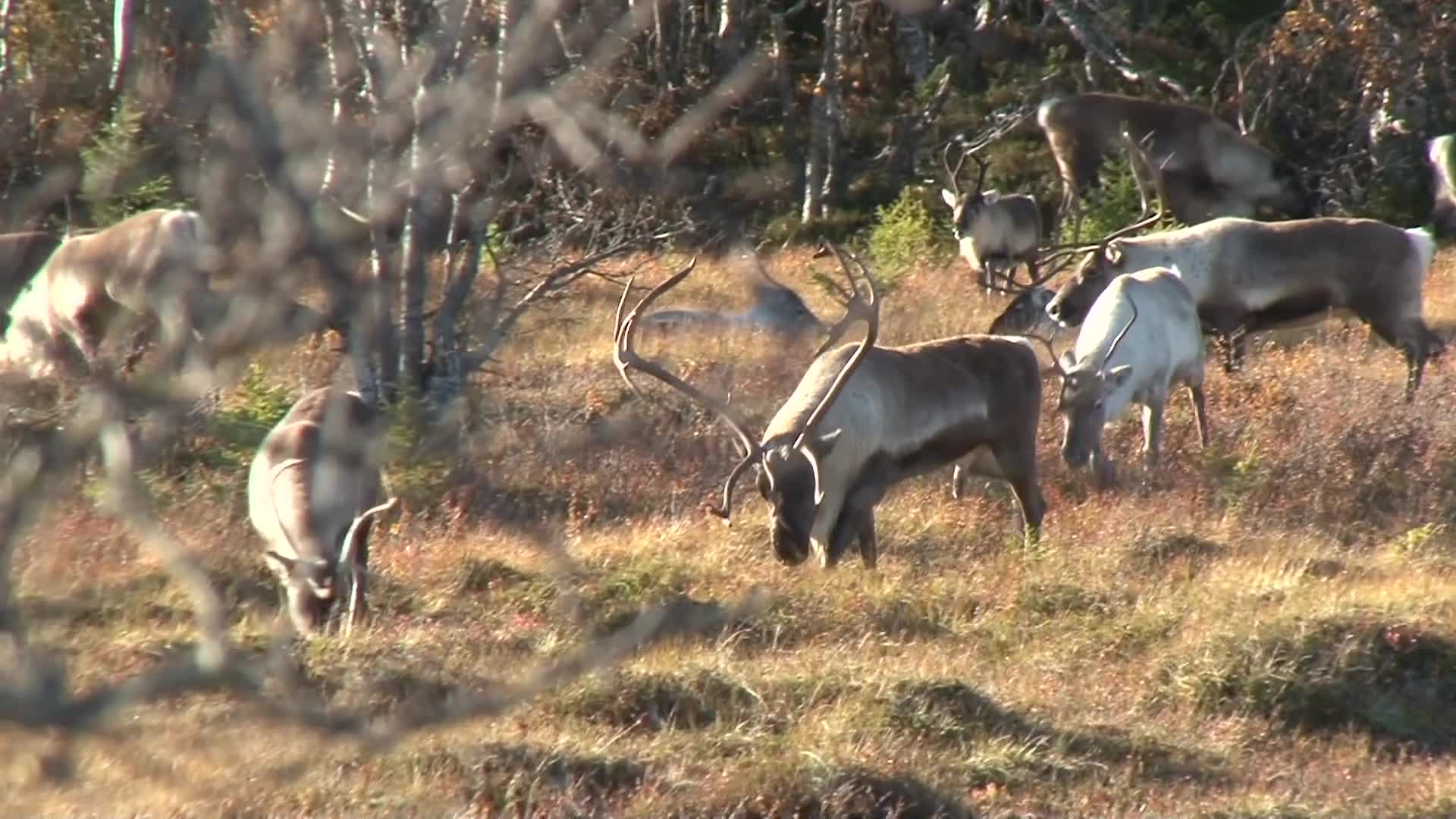 Martin Brenne Jegerliv : Vildrensjakt 2