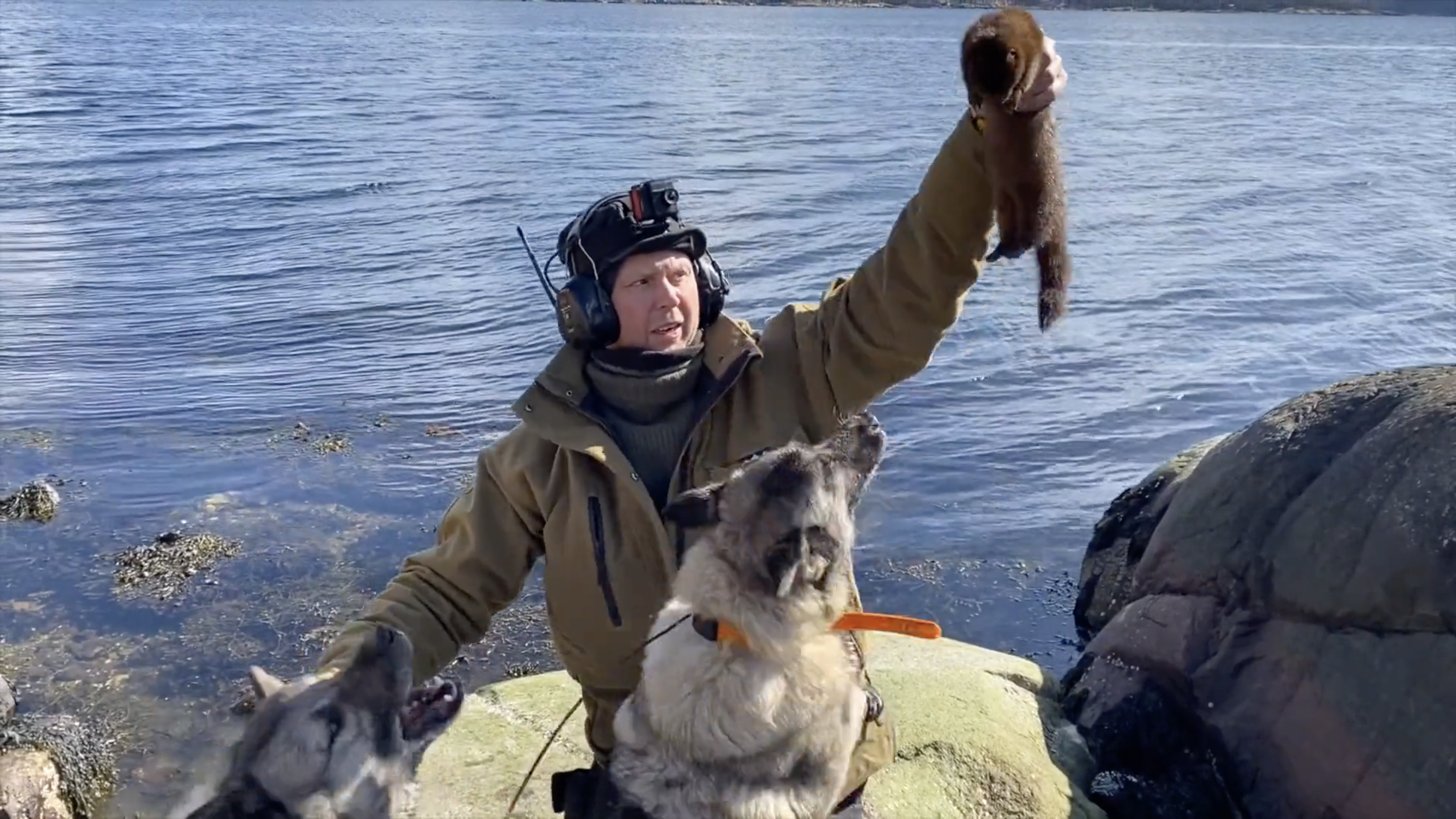 Martin Brenne | Mink & Rävjakt 2