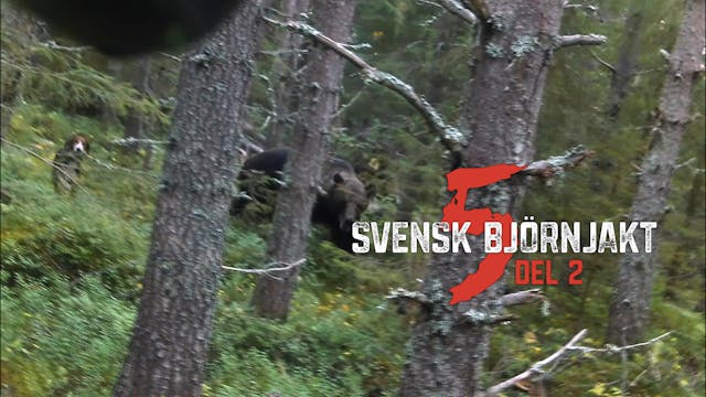 Svensk Björnjakt 5 Del 2