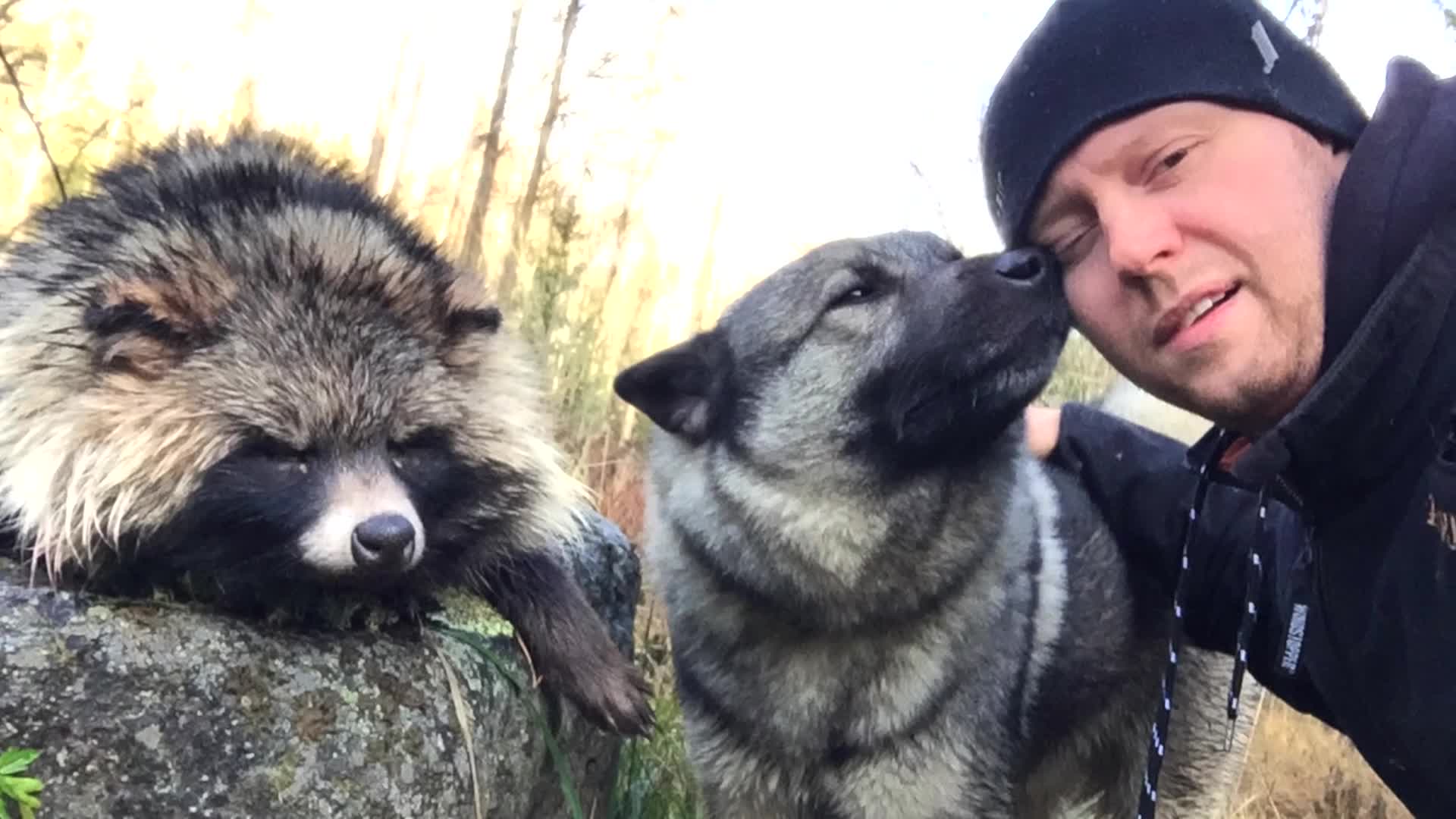 Martin Brenne Jegerliv : Tvättbjörnsjakt