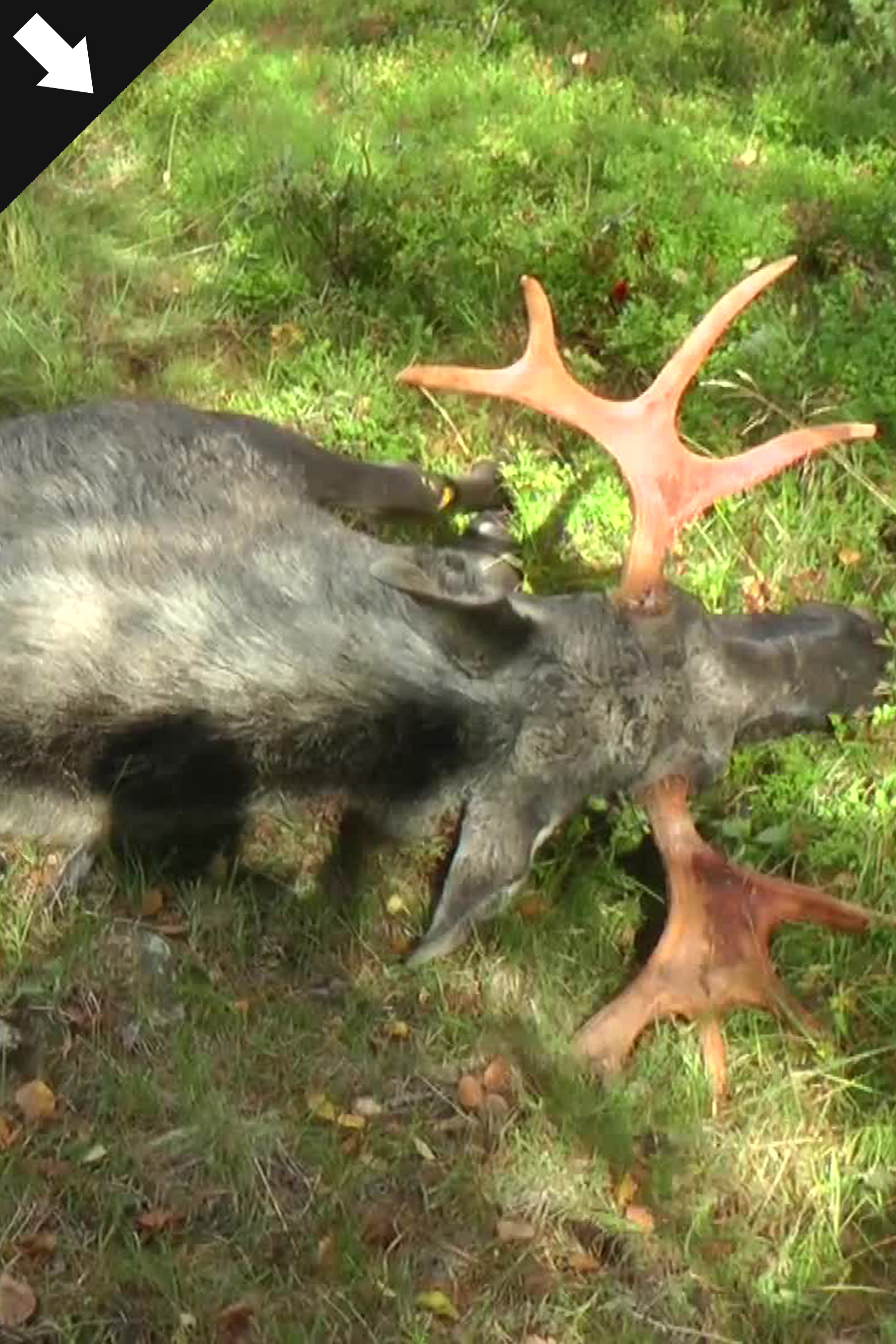 Älgjakt 2015 : Kristoffer Clausen