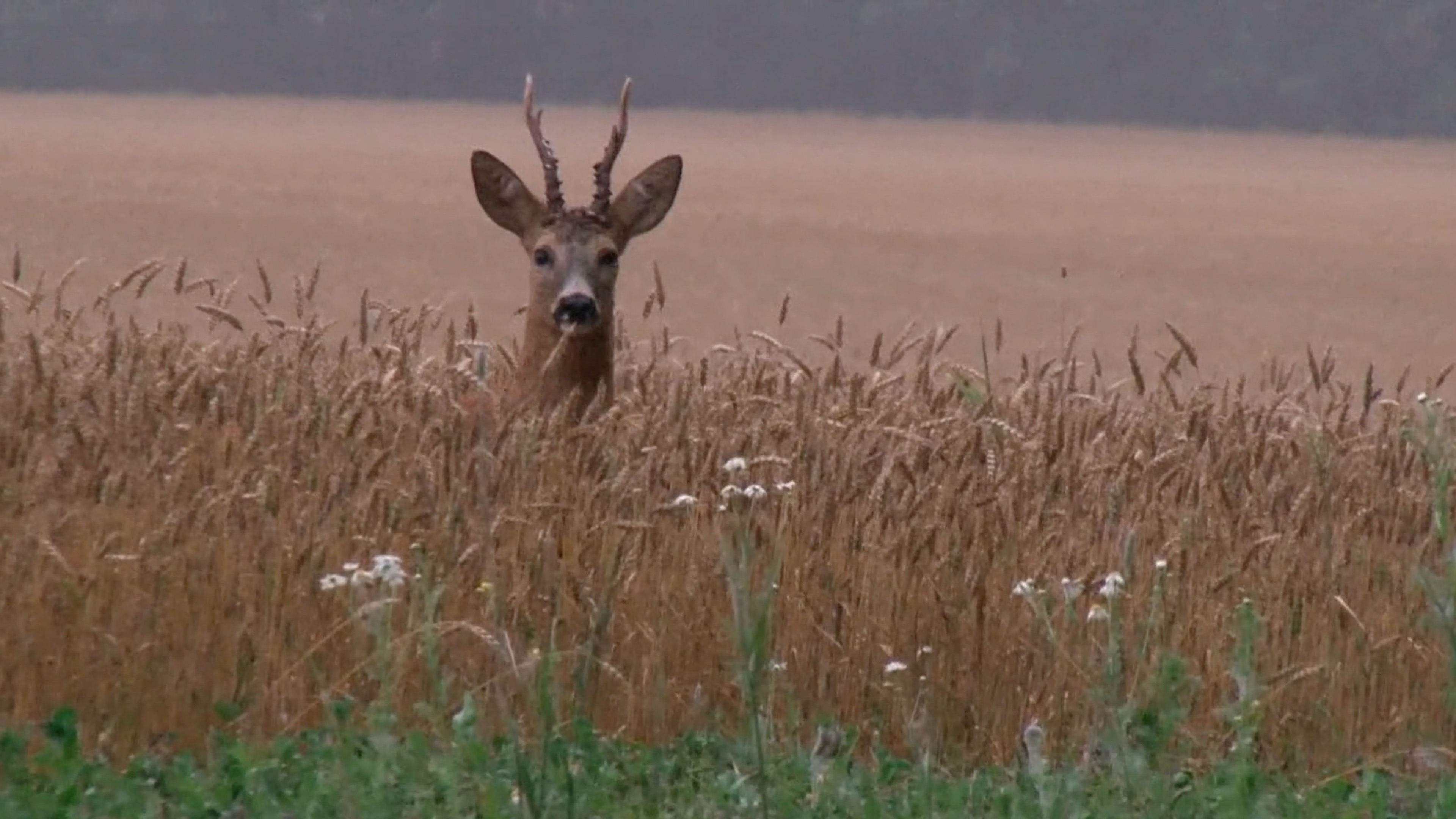Martin Brennes Jegerliv :Bockjakt 6