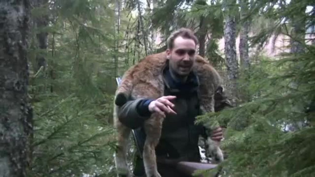 Svensk Lodjursjakt 1 Trailer