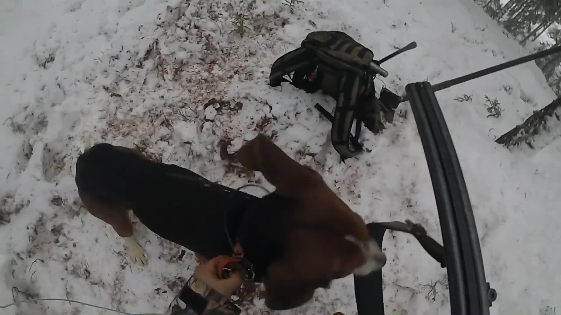 Rasmus Vardag : Rävjakt 13 Trailer