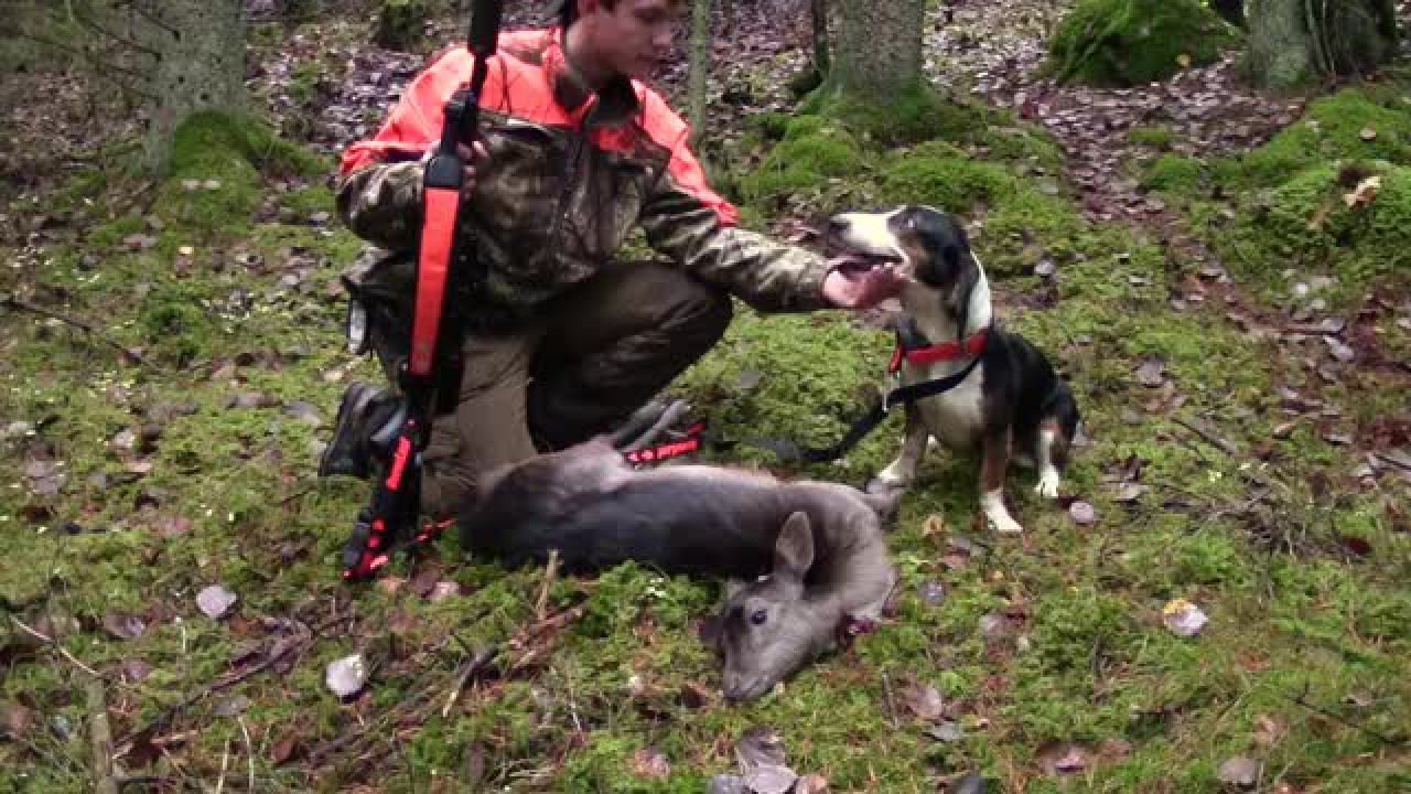 Östgötajägarna : Dovviltsjakt Med Drever