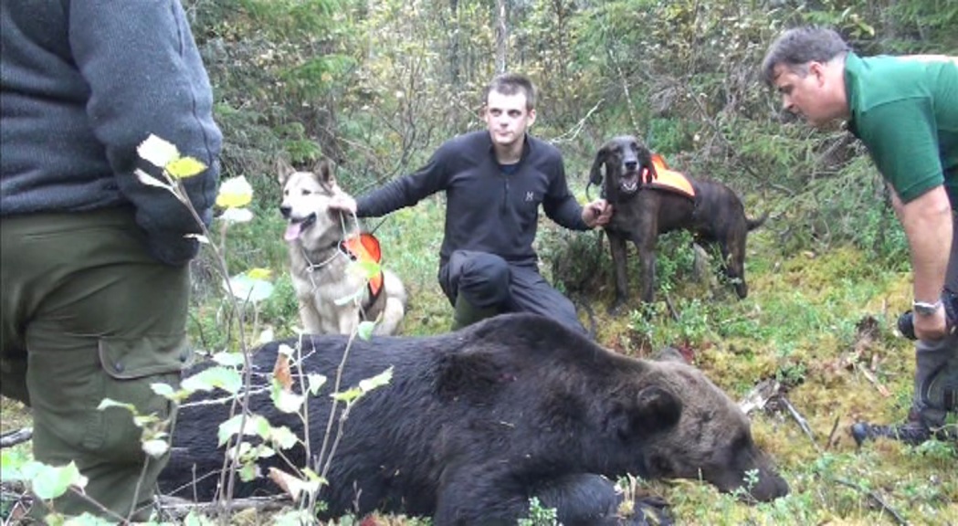 Rovdjursjakt Med Niklas Friberg