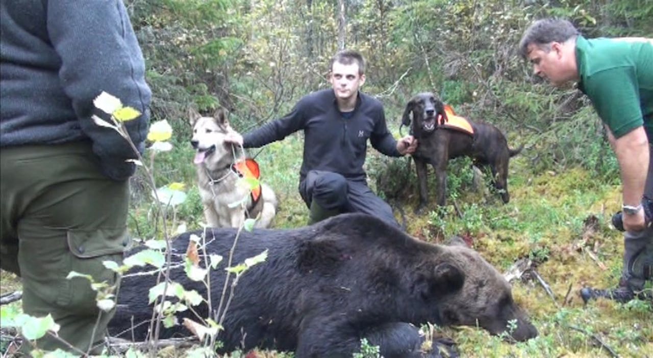 Rovdjursjakt Med Niklas Friberg Bearplay Jaktfilm