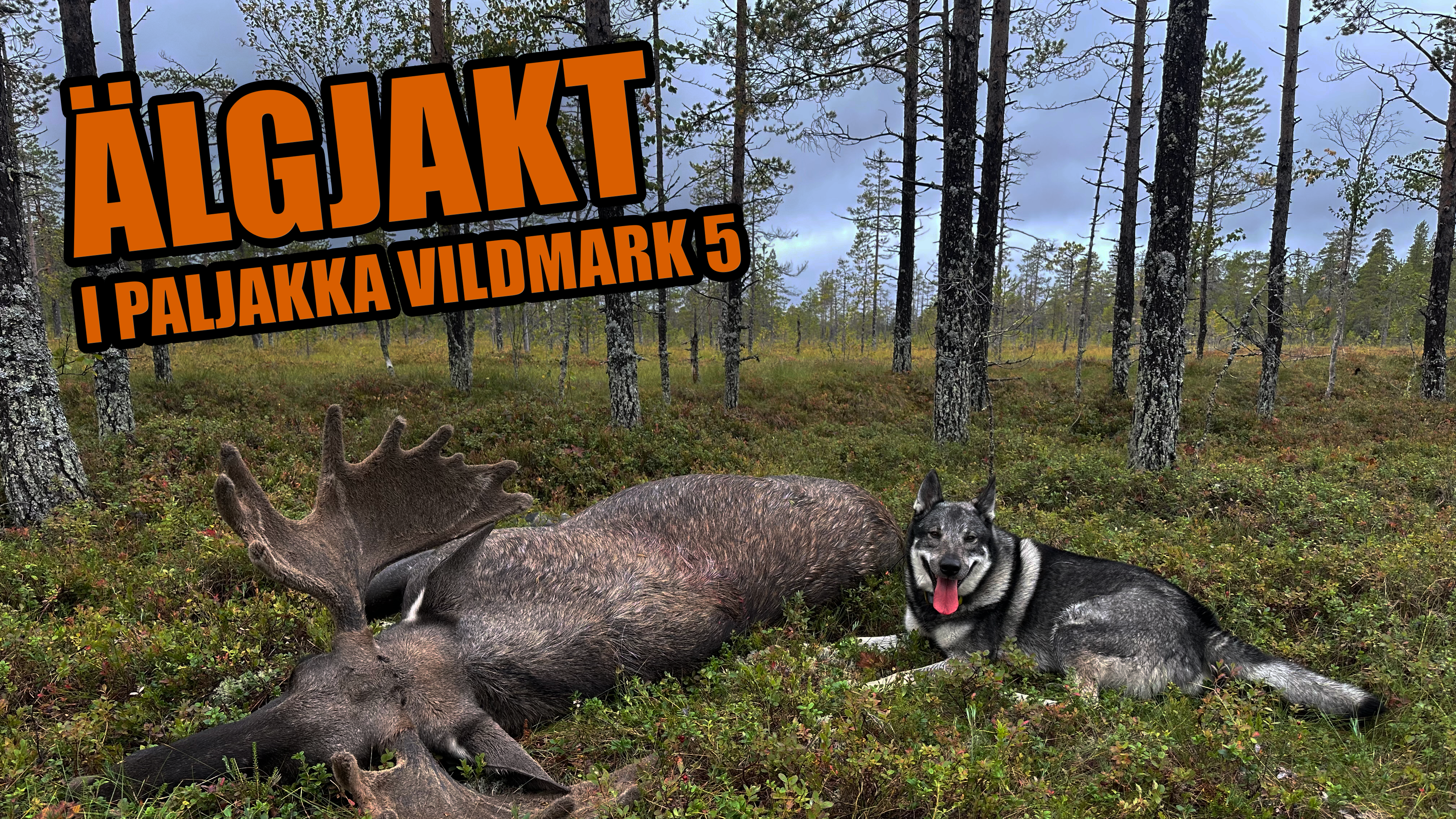 SA Jakt - Älgjakt i Paljakka Vildmark 5