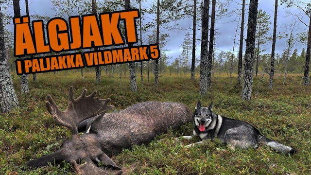 SA Jakt - Älgjakt i Paljakka Vildmark 5