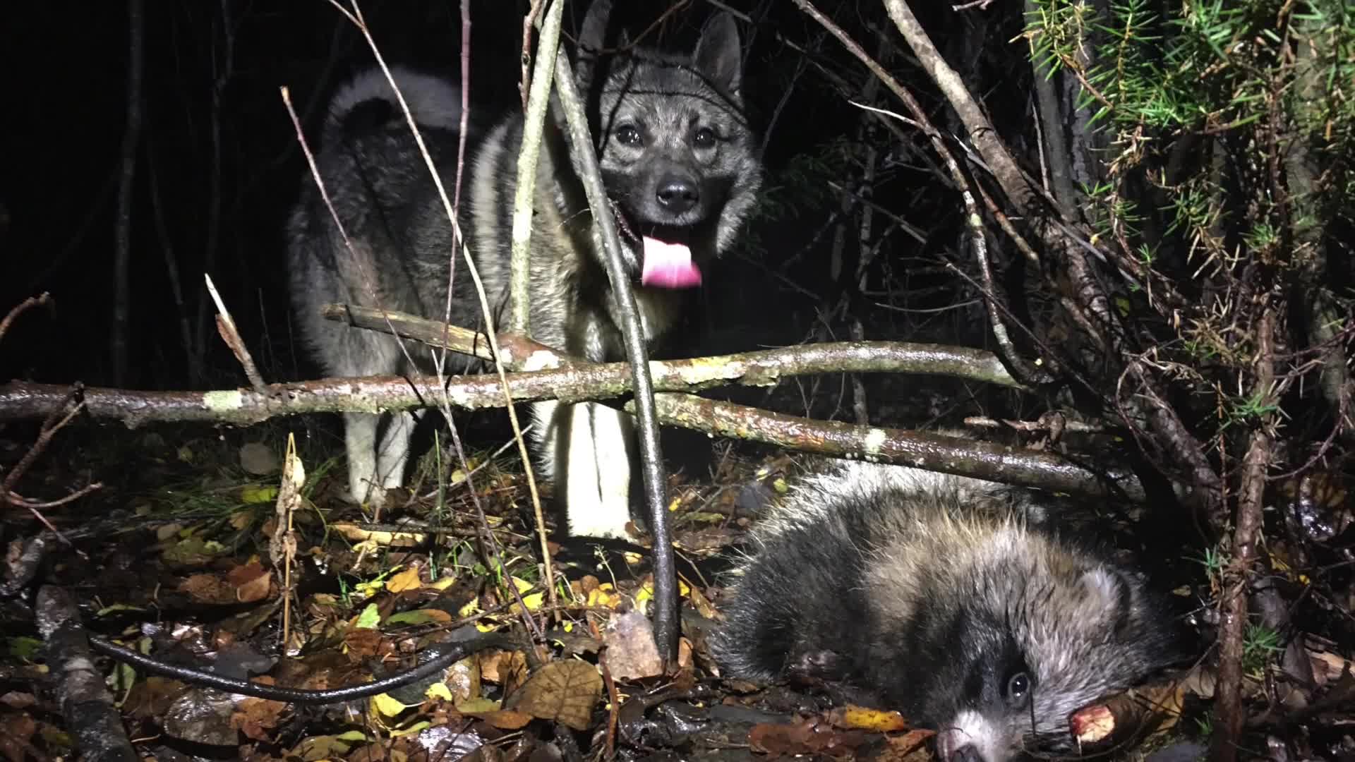 Martin Brenne Jegerliv : Mårdhundsjakt