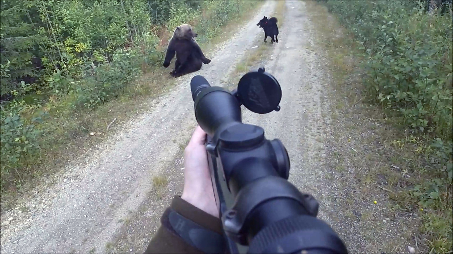 Jakten i blodet | Björnjakt i Blodet 