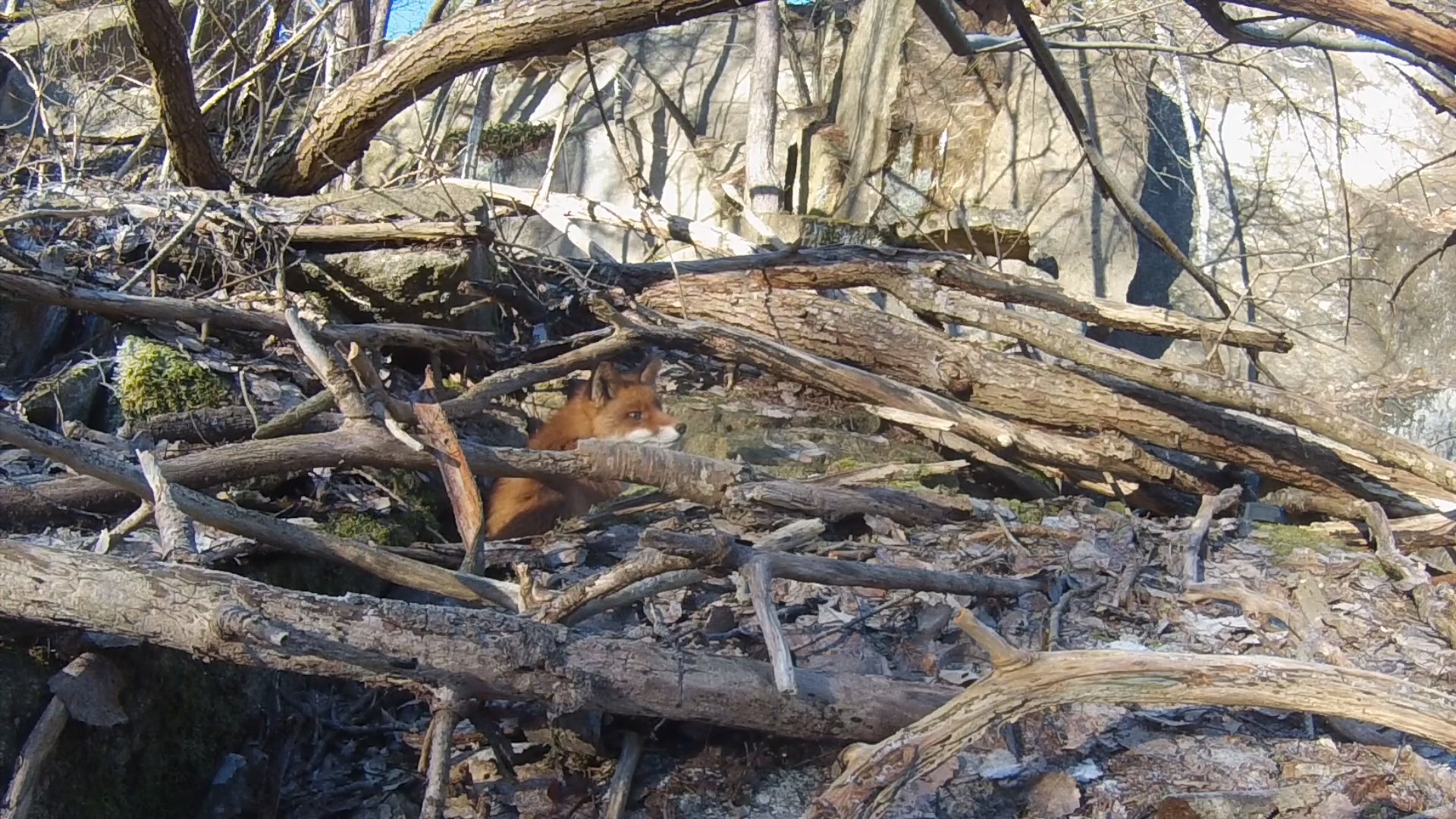 Martin Brennes Jegerliv : Räv och Mårdjakt 1