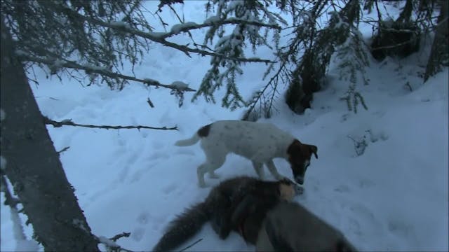 Rasmus Vardag : Räv- & Mårdjakt 4