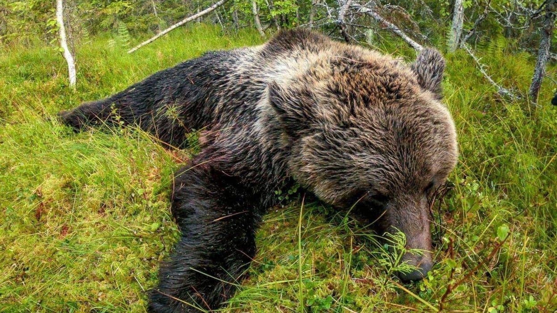 Åseletrappern : Björnjakt 1 Trailer