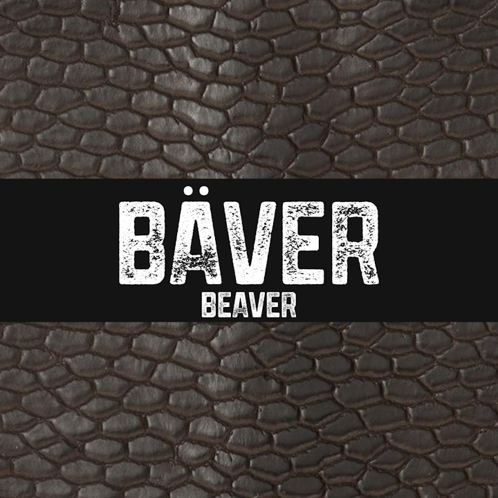 Bäver | Beaver