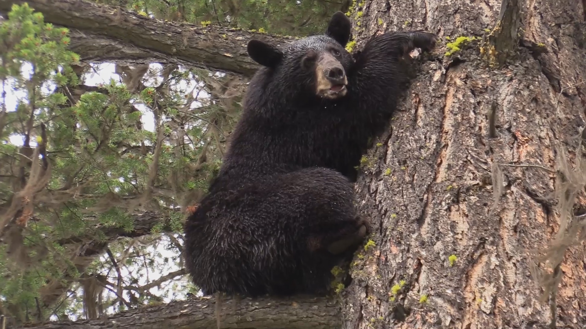 Rasmus Äventyr : Kanada Del 3