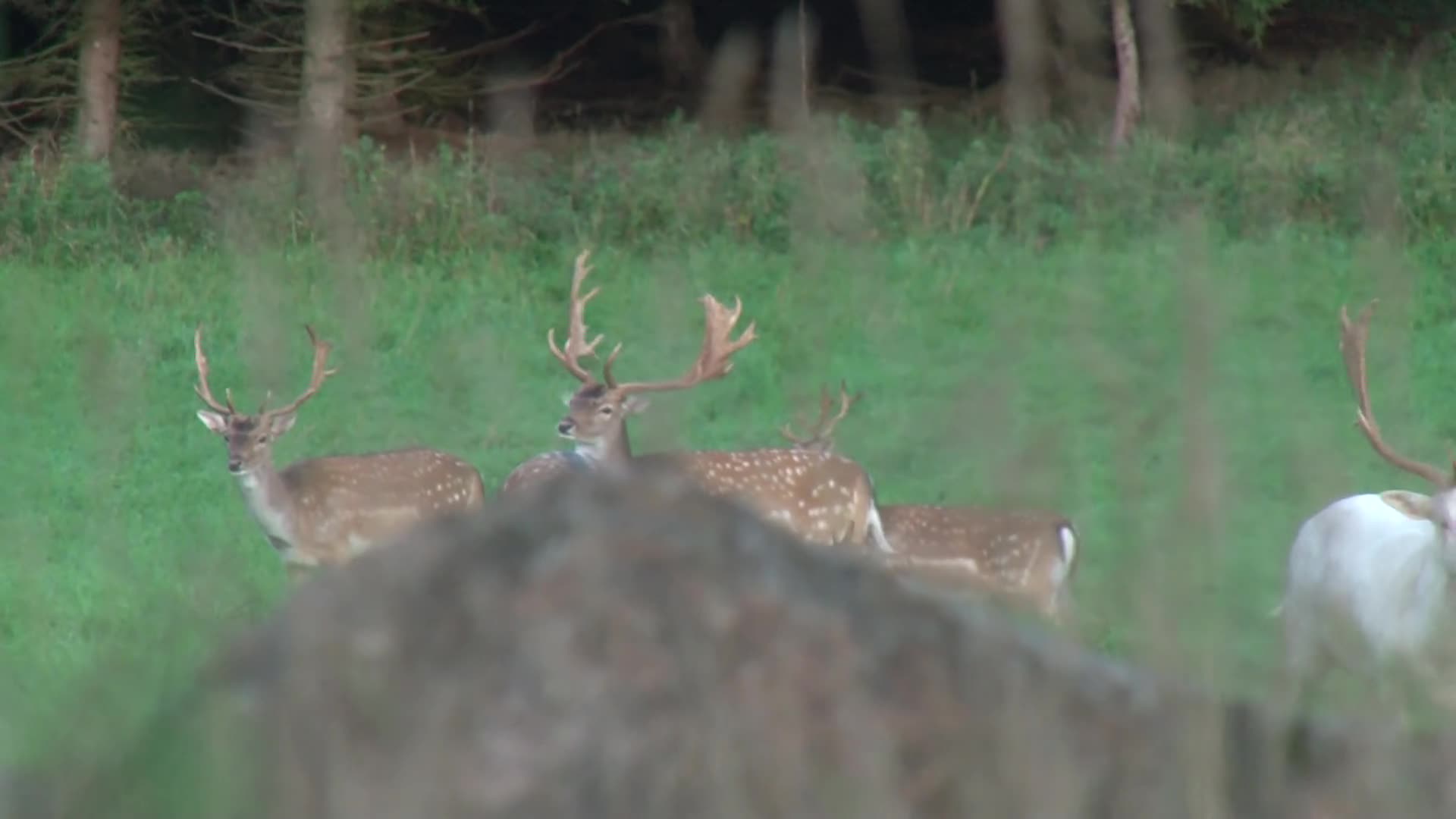 Martin Brenne Jegerliv : Dovviltsjakt