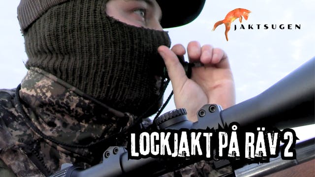 JAKTSUGEN - Lockjakt på räv 2 