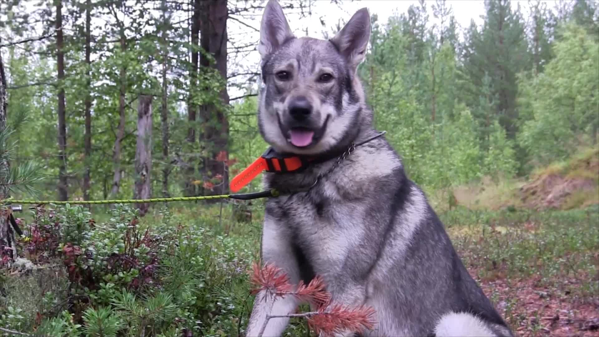 Hunnskall och Bomskott 1 : I Sorseleskogarna