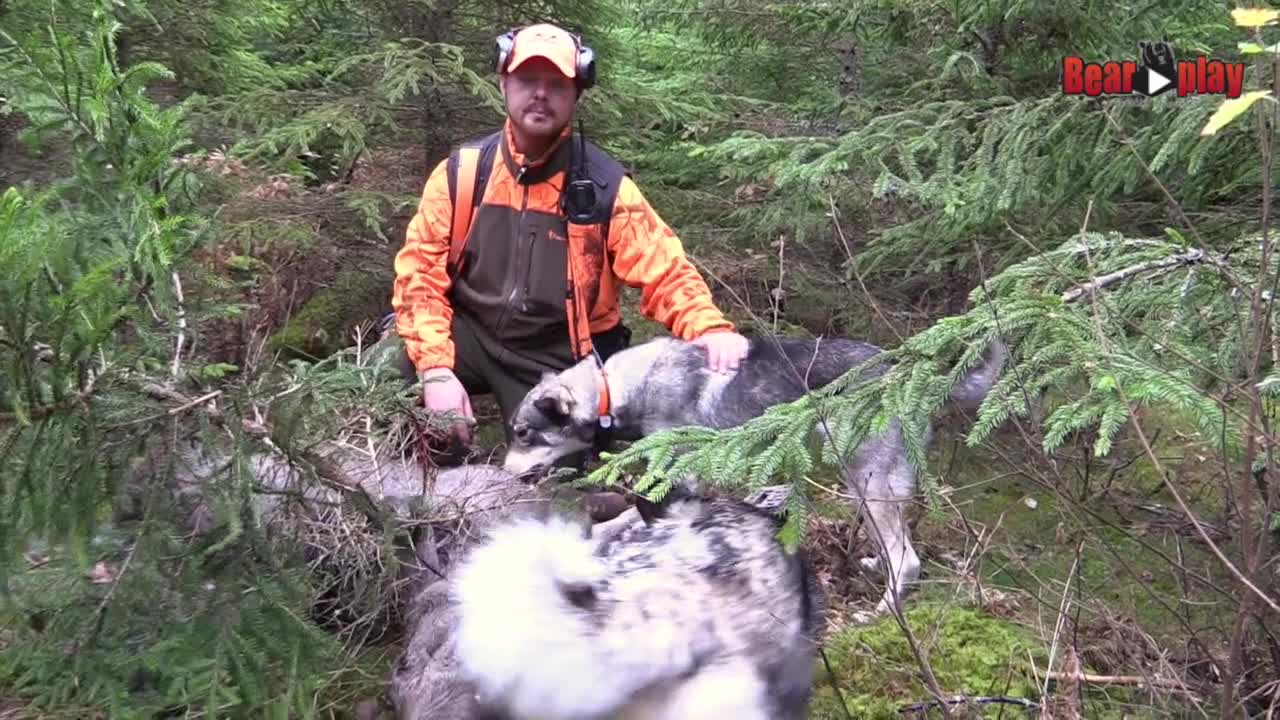 Östgötajägarna : Älgjakt Med Löshund