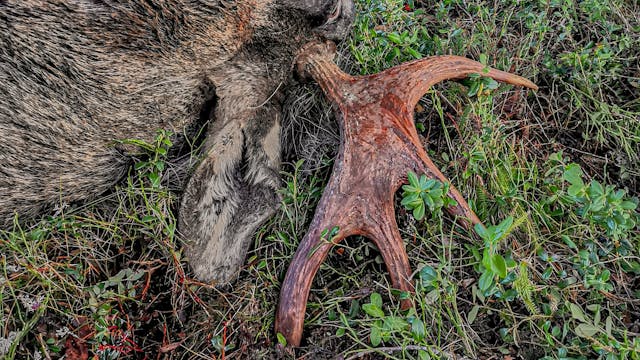 Åseletrappern -  Älgjakt 2 