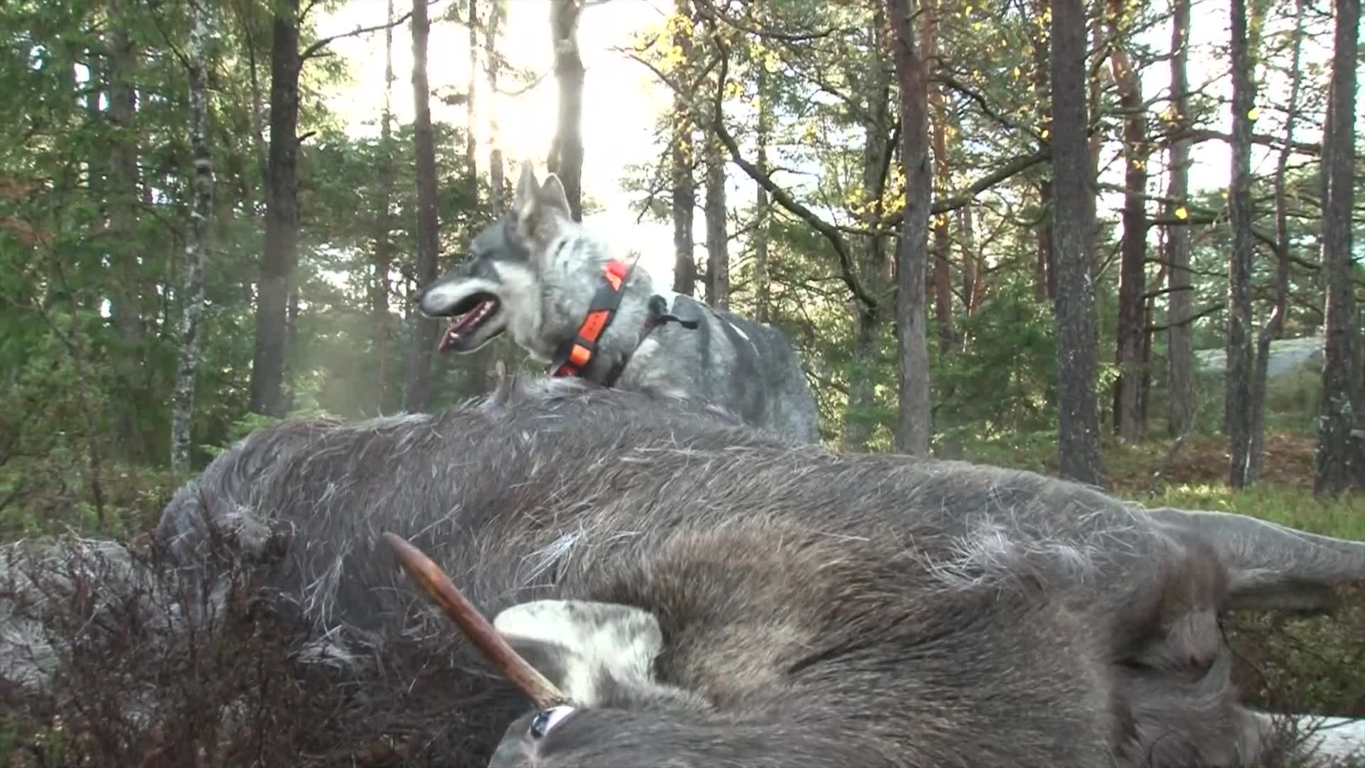 Martin Brenne Jegerliv : Älgjakt 1