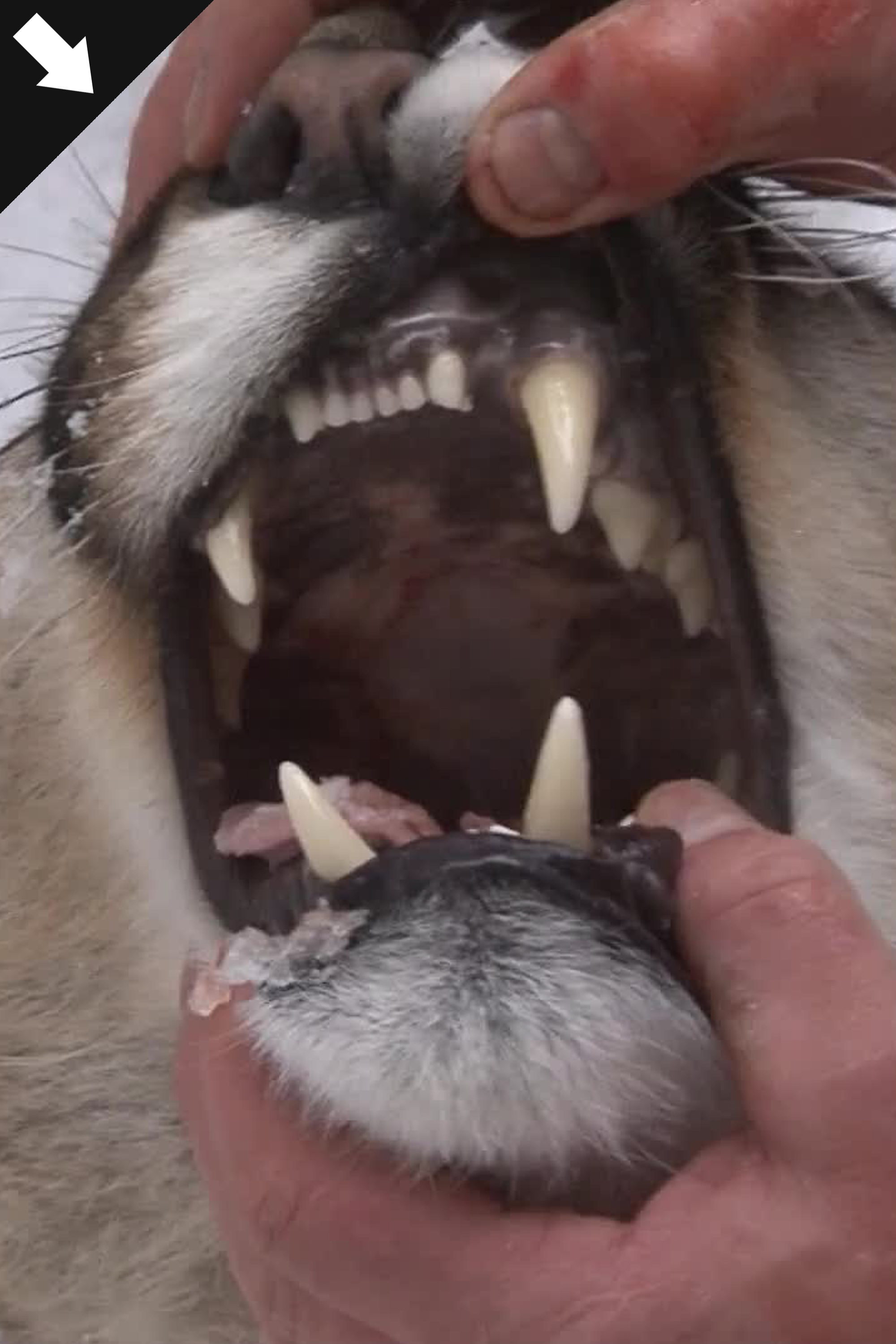 Jakt På Stora Rovdjur 2 2017 : Kristoffer Clausen