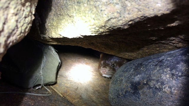 Martin Brenne Jegerliv : Mink & Rävjakt