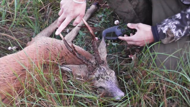 Bröderna Bravader : Bockjakt