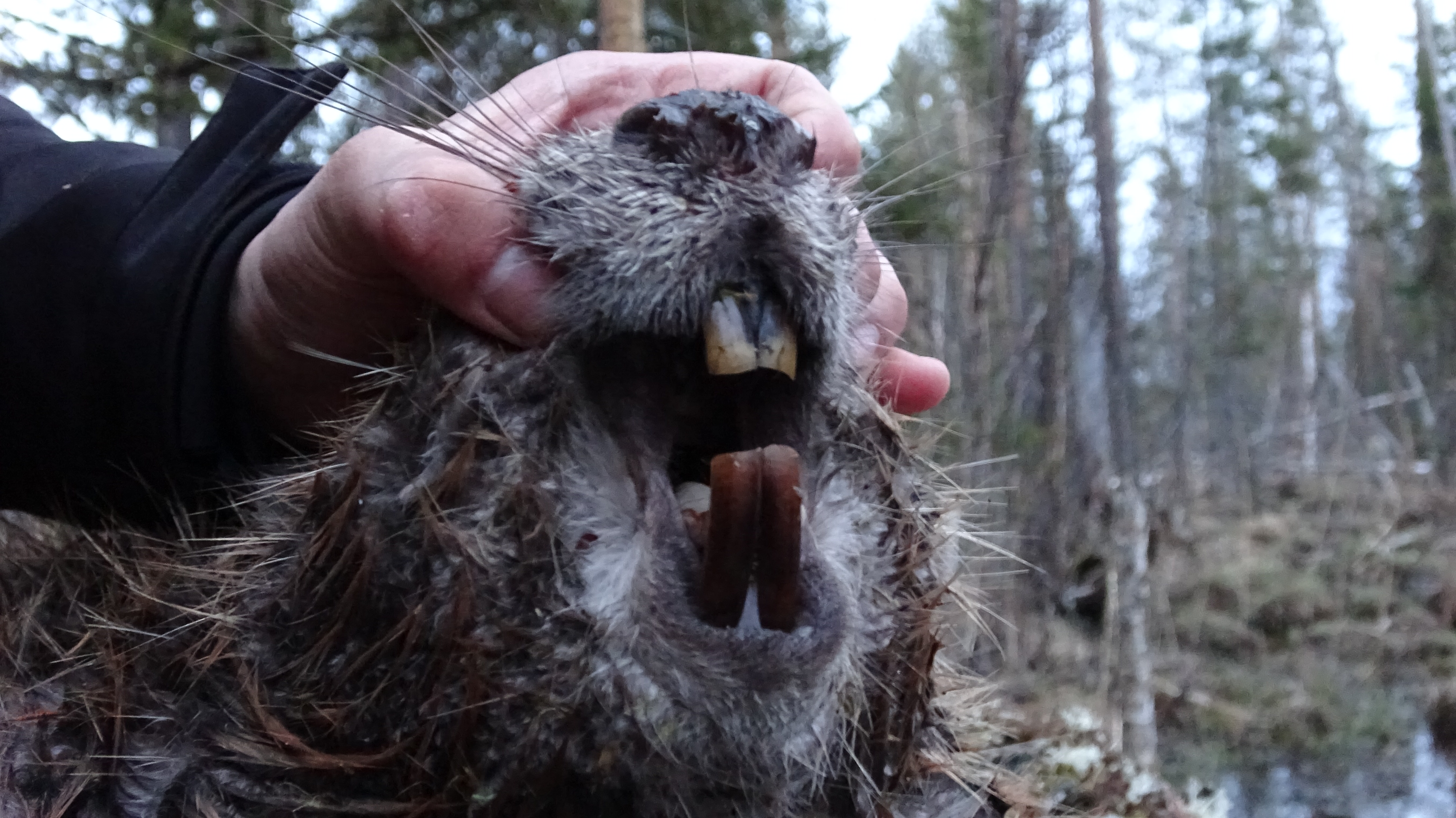 Åseletrappern | Trailer Bäverjakt 3