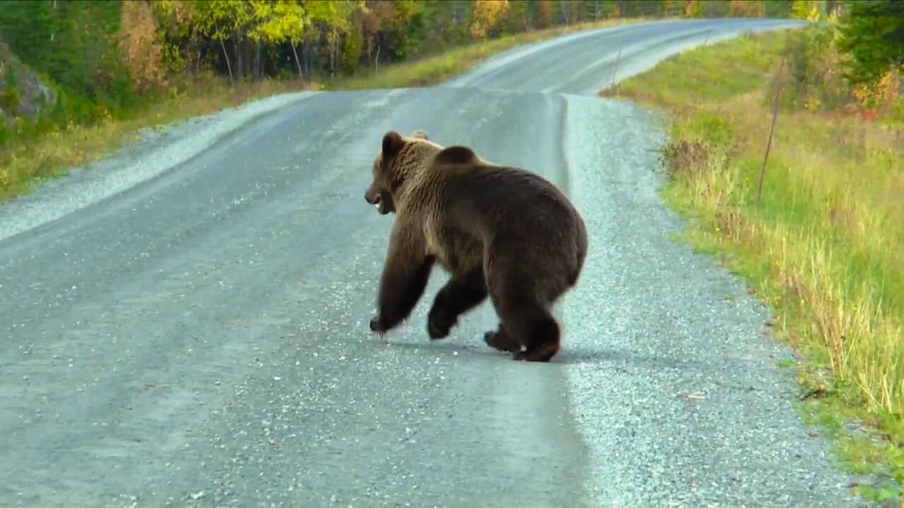 Norwegian Outfitters : Björnjakt Med Hund Del 2