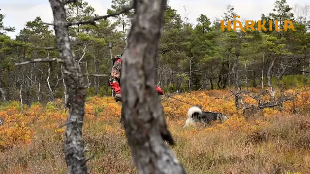 Älgjakt med Jämthund 4