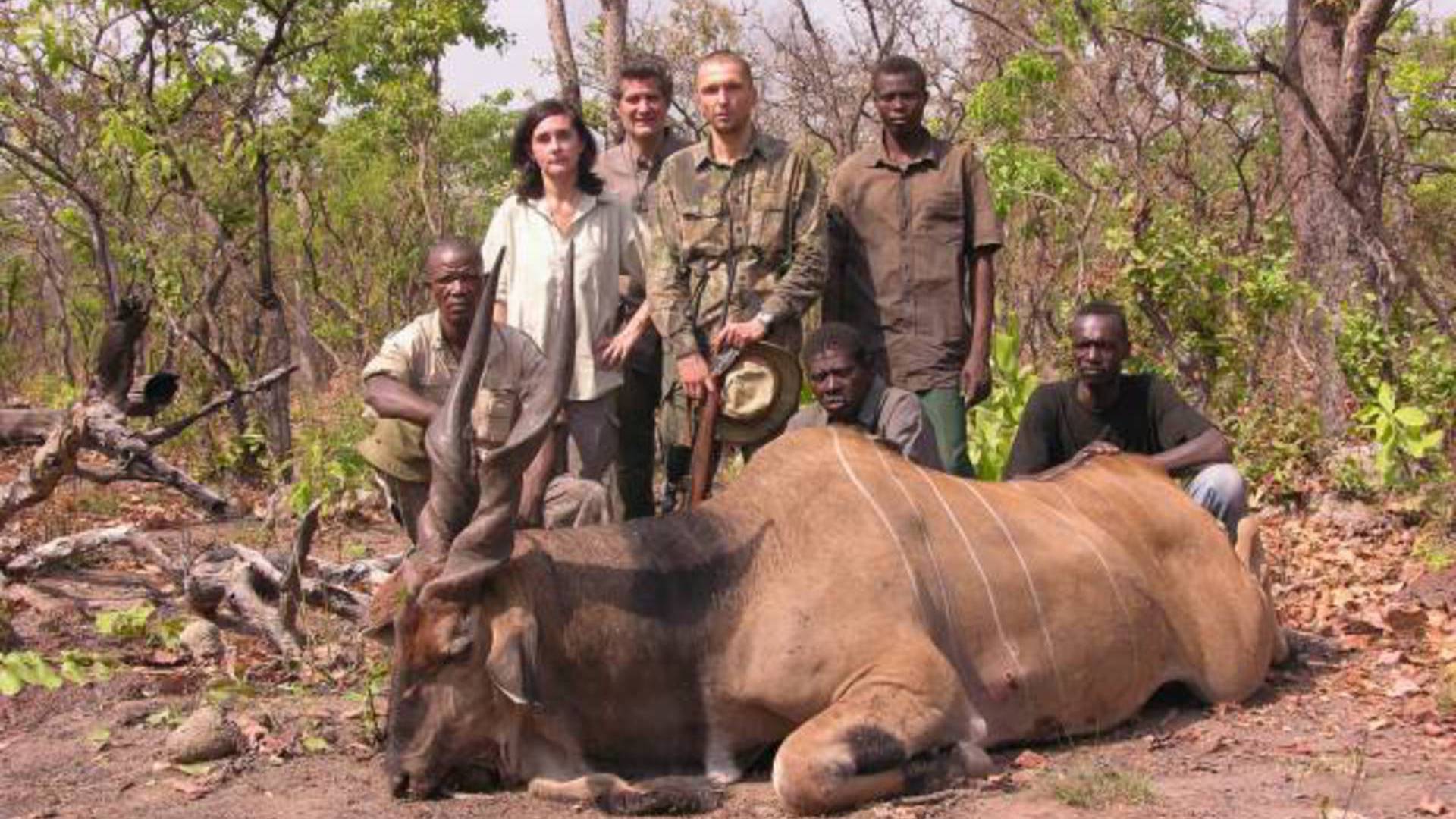 Seladang : Jakt På Jätteeland i Kamerun