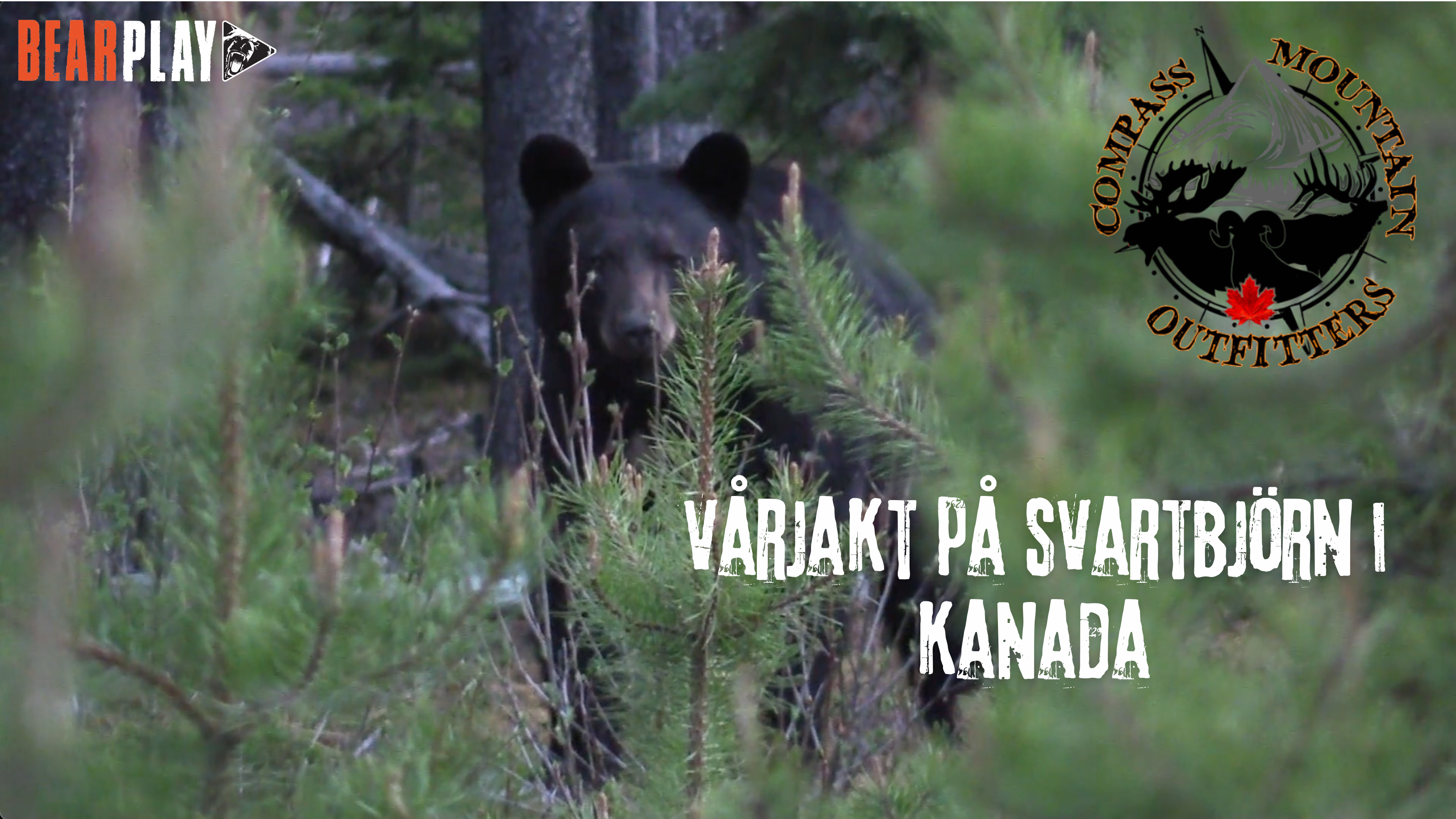 Tom Sallows | Vårjakt på svartbjörn i Kanada